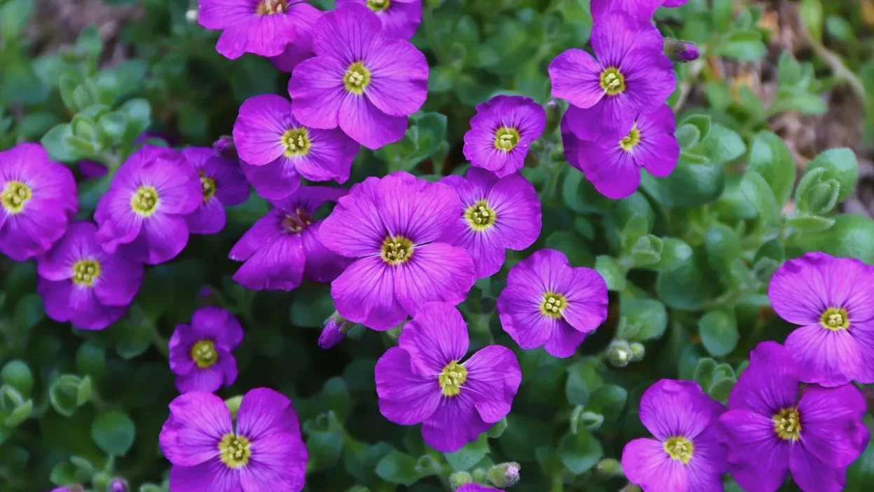 Close-up of bird droppings on white outdoor sofa fabric with cleaning supplies nearby